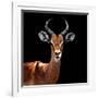 Safari Profile Collection - Antelope Black Edition VI-Philippe Hugonnard-Framed Photographic Print