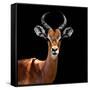 Safari Profile Collection - Antelope Black Edition VI-Philippe Hugonnard-Framed Stretched Canvas