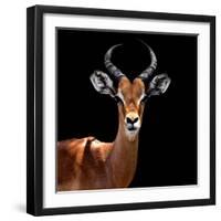 Safari Profile Collection - Antelope Black Edition VI-Philippe Hugonnard-Framed Photographic Print