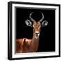 Safari Profile Collection - Antelope Black Edition VI-Philippe Hugonnard-Framed Photographic Print