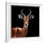 Safari Profile Collection - Antelope Black Edition VI-Philippe Hugonnard-Framed Photographic Print