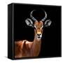 Safari Profile Collection - Antelope Black Edition VI-Philippe Hugonnard-Framed Stretched Canvas
