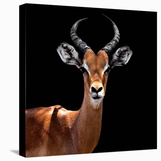 Safari Profile Collection - Antelope Black Edition VI-Philippe Hugonnard-Stretched Canvas