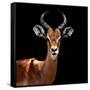 Safari Profile Collection - Antelope Black Edition VI-Philippe Hugonnard-Framed Stretched Canvas