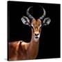 Safari Profile Collection - Antelope Black Edition VI-Philippe Hugonnard-Stretched Canvas