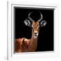 Safari Profile Collection - Antelope Black Edition VI-Philippe Hugonnard-Framed Photographic Print