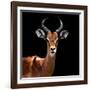 Safari Profile Collection - Antelope Black Edition VI-Philippe Hugonnard-Framed Photographic Print