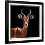 Safari Profile Collection - Antelope Black Edition VI-Philippe Hugonnard-Framed Photographic Print