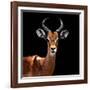 Safari Profile Collection - Antelope Black Edition VI-Philippe Hugonnard-Framed Photographic Print