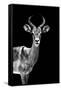 Safari Profile Collection - Antelope Black Edition-Philippe Hugonnard-Framed Stretched Canvas