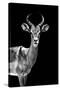 Safari Profile Collection - Antelope Black Edition-Philippe Hugonnard-Stretched Canvas