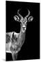 Safari Profile Collection - Antelope Black Edition-Philippe Hugonnard-Mounted Photographic Print