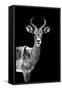 Safari Profile Collection - Antelope Black Edition-Philippe Hugonnard-Framed Stretched Canvas