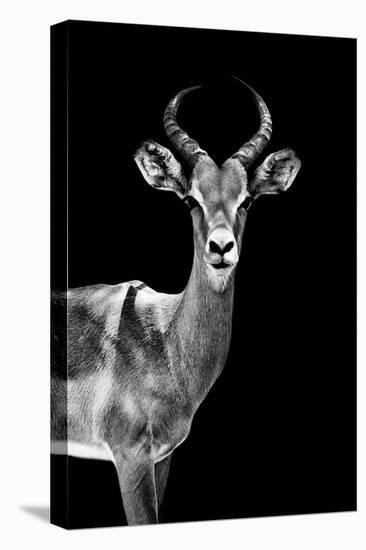 Safari Profile Collection - Antelope Black Edition-Philippe Hugonnard-Stretched Canvas