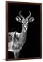 Safari Profile Collection - Antelope Black Edition-Philippe Hugonnard-Framed Photographic Print