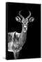 Safari Profile Collection - Antelope Black Edition-Philippe Hugonnard-Framed Stretched Canvas