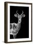 Safari Profile Collection - Antelope Black Edition-Philippe Hugonnard-Framed Premium Photographic Print