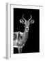 Safari Profile Collection - Antelope Black Edition-Philippe Hugonnard-Framed Premium Photographic Print