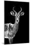 Safari Profile Collection - Antelope Black Edition-Philippe Hugonnard-Mounted Premium Photographic Print