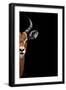 Safari Profile Collection - Antelope Face Black Edition II-Philippe Hugonnard-Framed Photographic Print