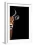 Safari Profile Collection - Antelope Face Black Edition II-Philippe Hugonnard-Framed Photographic Print