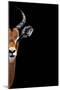 Safari Profile Collection - Antelope Face Black Edition II-Philippe Hugonnard-Mounted Photographic Print