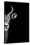 Safari Profile Collection - Antelope Face Black Edition-Philippe Hugonnard-Stretched Canvas