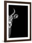 Safari Profile Collection - Antelope Face Black Edition-Philippe Hugonnard-Framed Photographic Print