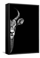 Safari Profile Collection - Antelope Face Black Edition-Philippe Hugonnard-Framed Stretched Canvas