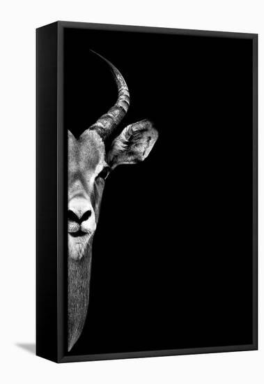 Safari Profile Collection - Antelope Face Black Edition-Philippe Hugonnard-Framed Stretched Canvas