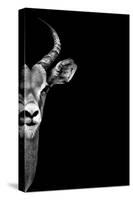Safari Profile Collection - Antelope Face Black Edition-Philippe Hugonnard-Stretched Canvas