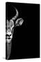 Safari Profile Collection - Antelope Face Black Edition-Philippe Hugonnard-Stretched Canvas