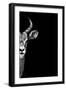 Safari Profile Collection - Antelope Face Black Edition-Philippe Hugonnard-Framed Photographic Print