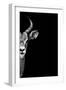 Safari Profile Collection - Antelope Face Black Edition-Philippe Hugonnard-Framed Photographic Print