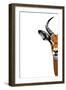 Safari Profile Collection - Antelope Face White Edition II-Philippe Hugonnard-Framed Photographic Print