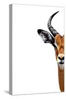 Safari Profile Collection - Antelope Face White Edition II-Philippe Hugonnard-Stretched Canvas