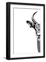 Safari Profile Collection - Antelope Face White Edition-Philippe Hugonnard-Framed Photographic Print