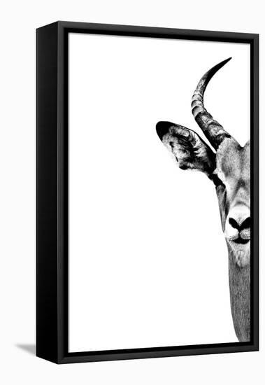 Safari Profile Collection - Antelope Face White Edition-Philippe Hugonnard-Framed Stretched Canvas