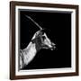 Safari Profile Collection - Antelope Impala Black Edition III-Philippe Hugonnard-Framed Photographic Print