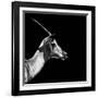 Safari Profile Collection - Antelope Impala Black Edition III-Philippe Hugonnard-Framed Photographic Print