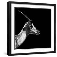 Safari Profile Collection - Antelope Impala Black Edition III-Philippe Hugonnard-Framed Photographic Print