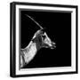 Safari Profile Collection - Antelope Impala Black Edition III-Philippe Hugonnard-Framed Photographic Print