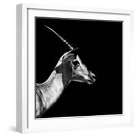 Safari Profile Collection - Antelope Impala Black Edition III-Philippe Hugonnard-Framed Photographic Print