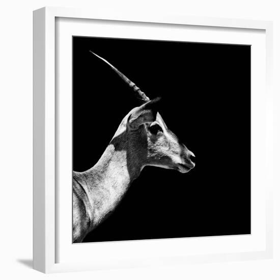 Safari Profile Collection - Antelope Impala Black Edition III-Philippe Hugonnard-Framed Photographic Print