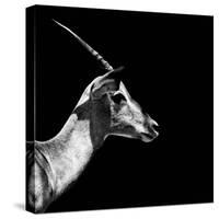 Safari Profile Collection - Antelope Impala Black Edition III-Philippe Hugonnard-Stretched Canvas