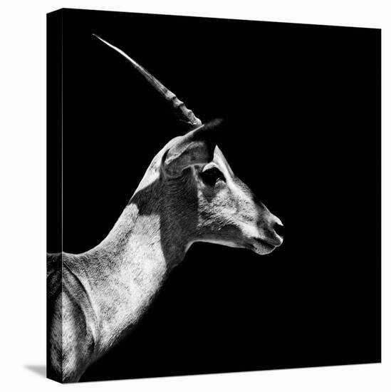 Safari Profile Collection - Antelope Impala Black Edition III-Philippe Hugonnard-Stretched Canvas