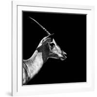 Safari Profile Collection - Antelope Impala Black Edition III-Philippe Hugonnard-Framed Photographic Print