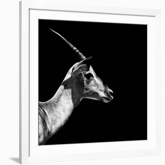 Safari Profile Collection - Antelope Impala Black Edition III-Philippe Hugonnard-Framed Photographic Print