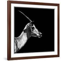 Safari Profile Collection - Antelope Impala Black Edition III-Philippe Hugonnard-Framed Photographic Print