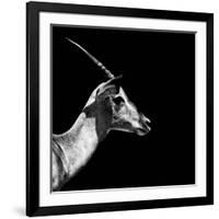 Safari Profile Collection - Antelope Impala Black Edition III-Philippe Hugonnard-Framed Photographic Print